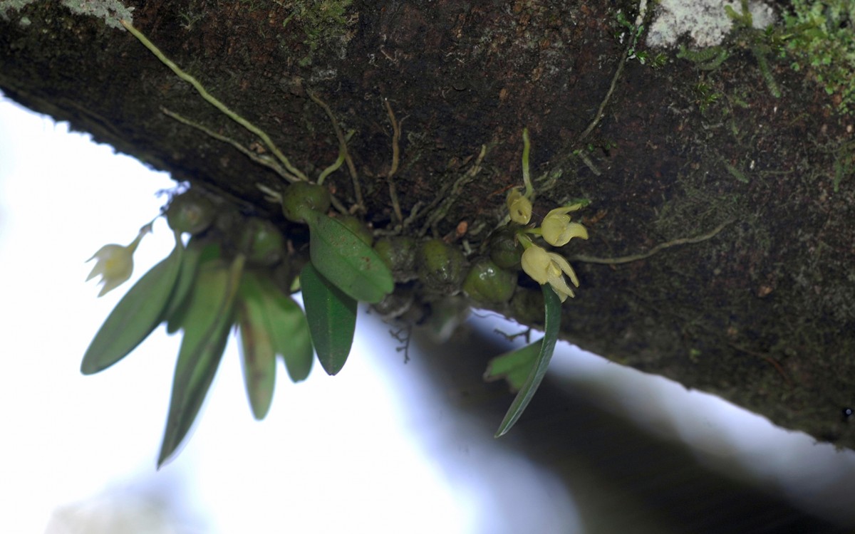 Bulbophyllum maskeliyense Livera